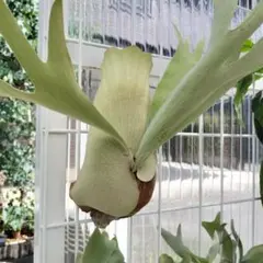 Platycerium 'Cosmo' ビカクシダ - メルカリ