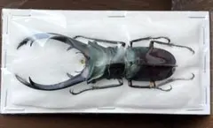 昆虫標本 エラフスホソアカクワガタ 90㎜ 期間限定 2026年最新】エラフスホソアカクワガタ 標本の人気アイテム - メルカリ