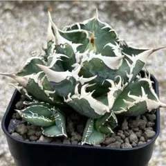 アガベチタノタDragon Agave クラブ 螃蟹 - メルカリ