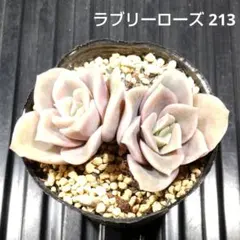 ラブリーローズ 2株 213 エケベリア 多肉植物 抜き苗