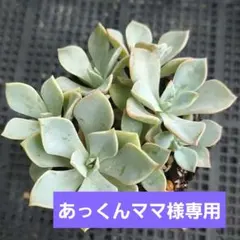 プロフ確認宜しく‼//あっくんママ様 リクエスト 3点 まとめ商品