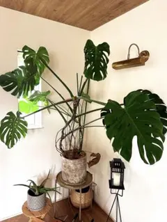 大型 モンステラ 観葉植物 鉢植え葉っぱ50cm 高さ180cm.幅2m50cm