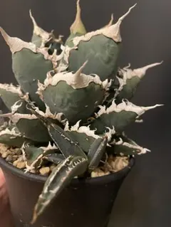 【メルカリ便】大きめチタノタ8種セット♩鉢ごと発送 ネームタグ付 2025年最新】アガベ チタノタ セットの人気アイテム - メルカリ