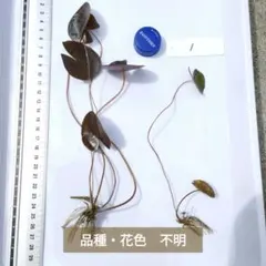 温帯スイレン　品種不明　花色不明　2株（育成用） ビオトープ 耐寒性睡蓮　1のサムネイル
