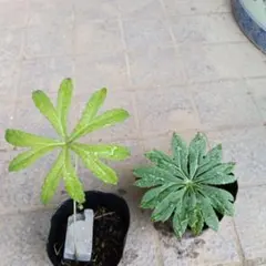 야생초 2그루