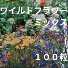 ワイルドフラワー ハイドロカラーミックス 種 思いっきり花を楽しみたい方に ⑧のサムネイル