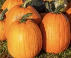 いとう様 リクエスト 2点 まとめ商品