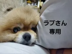 堂本光一 FC限定ジャージ上下 Mサイズ - メルカリ