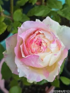 薔薇苗　希少　❤️紅白の絞り❤️ かＯＲＩ　　① 薔薇苗 希少 ❤️紅白の絞り❤️ かORI ①