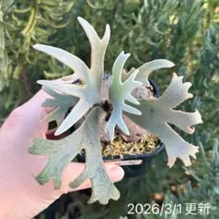 Takumi様 リクエスト 2点 まとめ商品