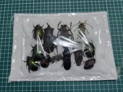 標本 昆虫用品