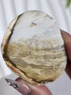 ペトリファイドウッド(珪化木)スラブ