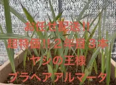 【安心の生産者仕入れ】ブラヘアアルマータ Brahea armata(ブラヘア・アルマータ)種子[耐寒性ヤシ・予約商品] 販売店