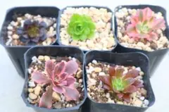 アクアマン 抜き苗 アエオニウム 多肉植物 - メルカリ
