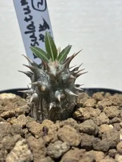 ⑭ユーフォルビア ギラウミニアナ 実生 - メルカリ