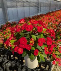 2026年最新】花キリン シャインキッスの人気アイテム - メルカリ