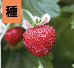 ウーパー@2026様 リクエスト 3点 まとめ商品