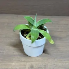 アガベ テキラーナ 種子 10粒 Agave tequilana - メルカリ