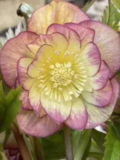 2025年最新】大木ナーサリーの人気アイテム - メルカリ