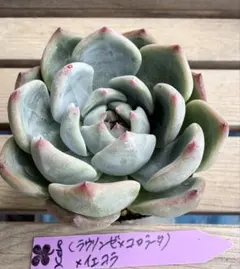 (ラウリンゼxコロラータ)xイェコラのサムネイル