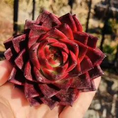 どやし様 リクエスト 2点 まとめ商品