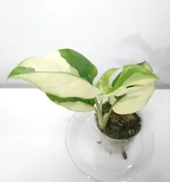 2026年最新】パラゴン モンステラの人気アイテム - メルカリ