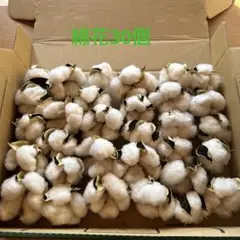 綿花　綿　ドライフラワー　 コットンフラワー