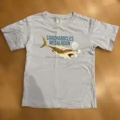 UNIQLO Carcharocles Megalodon Tシャツ 120