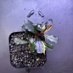 2026年最新】ブセファランドラ ゴーストの人気アイテム - メルカリ