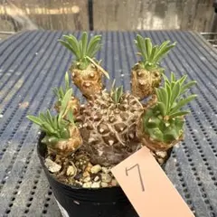 ユーフォルビア　峨眉山　ガビザン　怪魔玉　7 多肉植物