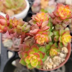 2025年最新】マジックジャムゴールド 多肉植物の人気アイテム - メルカリ