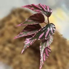 ベゴニア　Begonia SP.Julra ぼっち株　RIO便のサムネイル