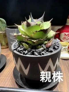 2026年最新】毒刺の人気アイテム - メルカリ