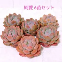 韓国苗 15苗ちびちゃん詰め合わせ！多肉植物 MIX苗 交配苗など