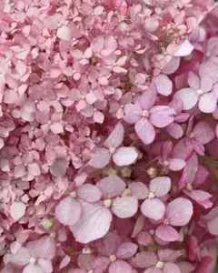 2026年最新】紫陽花 苗の人気アイテム - メルカリ