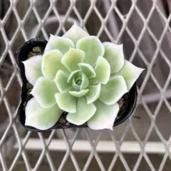 札付き　シムランスラグナサンチェス × チワワエンシスイェコラ (爪) 札付き シムランスラグナサンチェス × チワワエンシスイェコラ