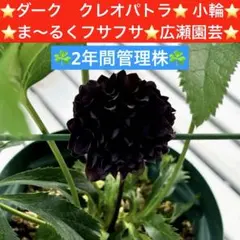 2026年最新】広瀬園芸の人気アイテム - メルカリ