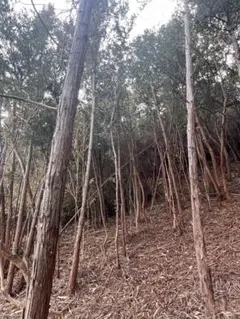 2026年最新】びしゃこの人気アイテム - メルカリ