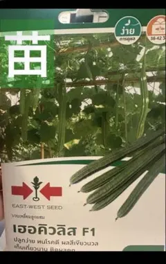 無農薬】十角ヘチマ苗 2本 - メルカリ