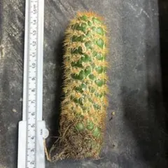 2026年最新】トリコセレウスの人気アイテム - メルカリ