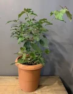 バラ苗 挿し木苗 センティット - メルカリ