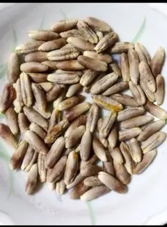 大和当帰の種⭐農薬不使用⭐漢方 - メルカリ