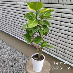 관상용 식물 Ficus Artesima Artesima 나선형 맞춤형 곡선형 사이즈 5 화분 B