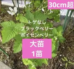 トゲなし　ブラックベリー　ボイセンベリー　大苗　1苗　ゆうゆうメルカリ便