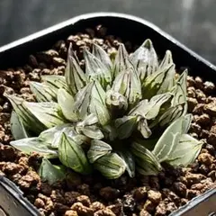 多肉植物 ハオルチア 西瓜寿錦 （アトロフスカ ミュータント錦）鉢の