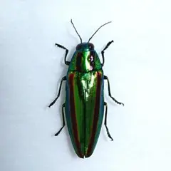 渡*辺様 緑色の昆虫標本 約50匹セット ヤマトタマムシ標本 装飾 2025年最新】ヤマトタマムシ 標本の人気アイテム - メルカリ