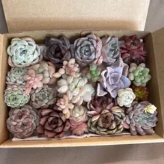 ⭐️在庫SALE⭐️ 多肉植物　エケベリア　韓国苗　セダムカット苗　詰め合わせセット