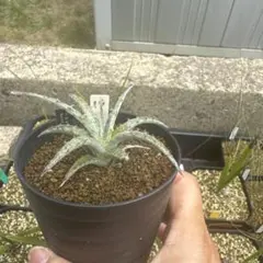 ヘクチア　‘Baker’s Beauty’ ヘクチア 'Baker's Beauty' ヘクチア 'Baker's Beauty' Hechtia