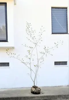 超絶品。山採りドウダンツツジ1.8M(鉢底から)◎根回し済 - メルカリ