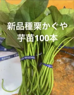 2026年最新】栗かぐや 苗の人気アイテム - メルカリ